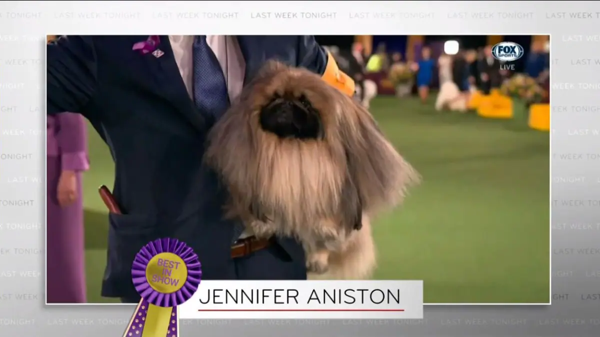 John Oliver Jokes Westminster Dog Brand Winner Ought to silent Be Known as ‘Jennifer Aniston’
