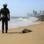 Turtle carcasses wash ashore in Sri Lanka after ship hearth