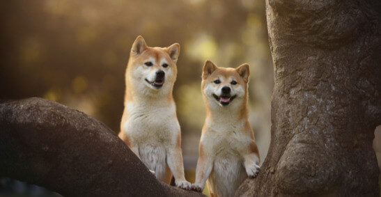 The put to Make a selection Cryptocurrency Shiba Inu – Time To Make a selection The Dip?