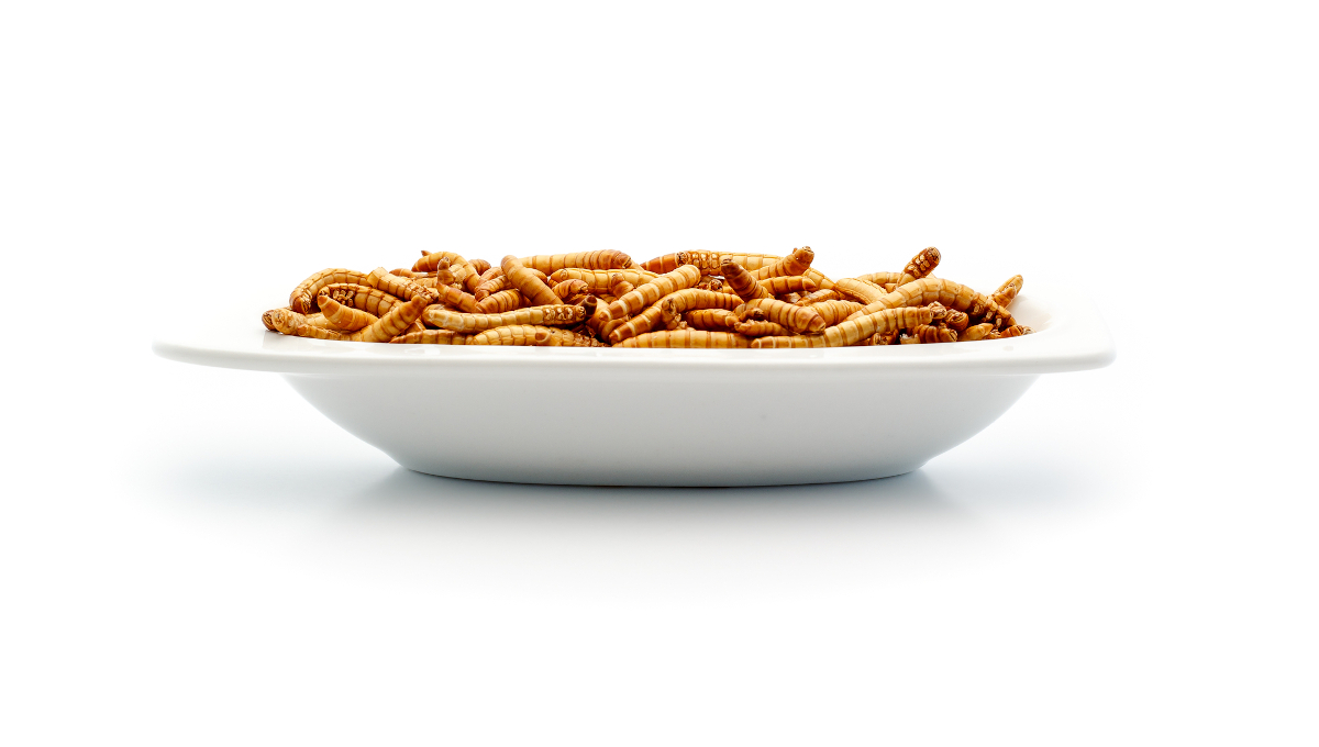 Can patrons salvage previous the yuck factor and embody mealworm protein?
