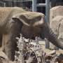 Elephants solve concerns with personality