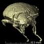 New beetle species found pristinely preserved in fossilized losing of dinosaur ancestor