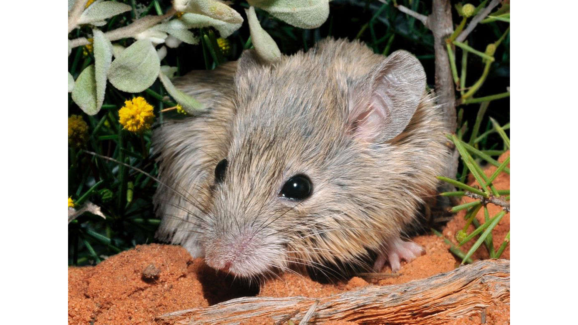 “Extinct” Australian Mouse Realized Chillin’ on an Island 150 Years Later