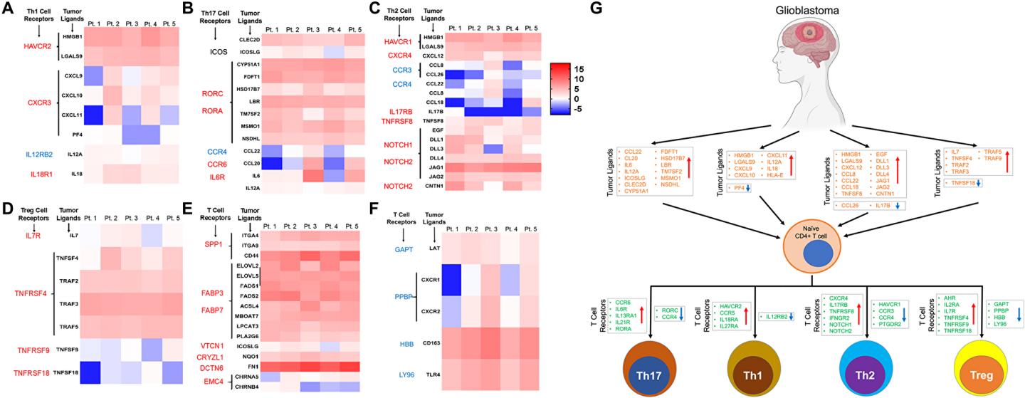 Oncotarget: Genome extensive DNA methylation panorama finds glioblastoma’s impact