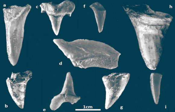 Tooth of Cretaceous-Length Sharks Realized at Iron Age Space in Israel