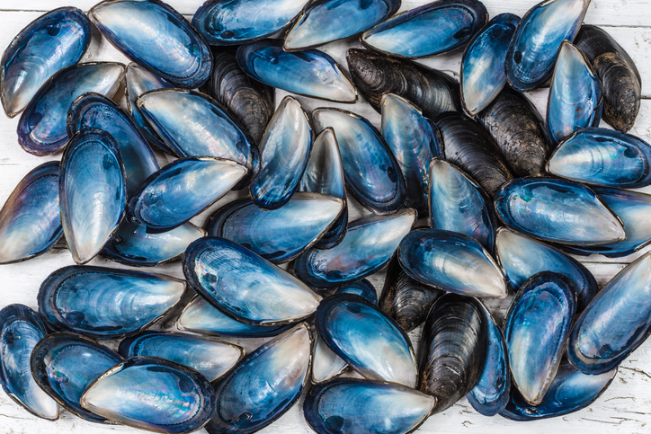 How mussels could per chance perhaps simply aid resolve the microplastics device