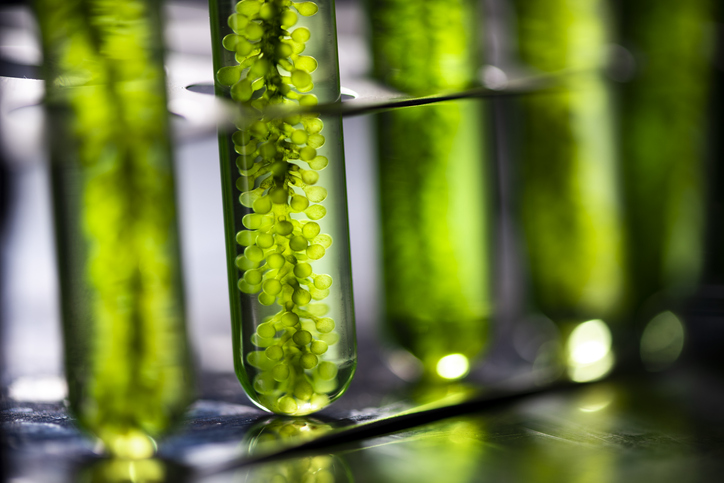 €15m mission to create world’s most animated sustainable microalgae biorefinery