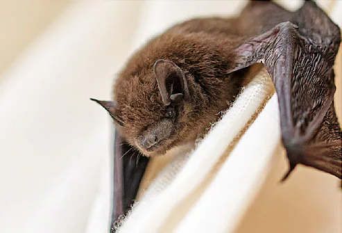 Nearly 200 Other folks at Zoo Would perhaps objective Have Been Uncovered to Rabid Bat
