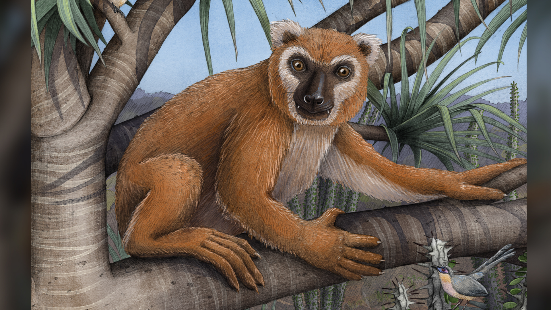 This enormous, leaf-eating lemur was the scale of a human with the paws of a koala