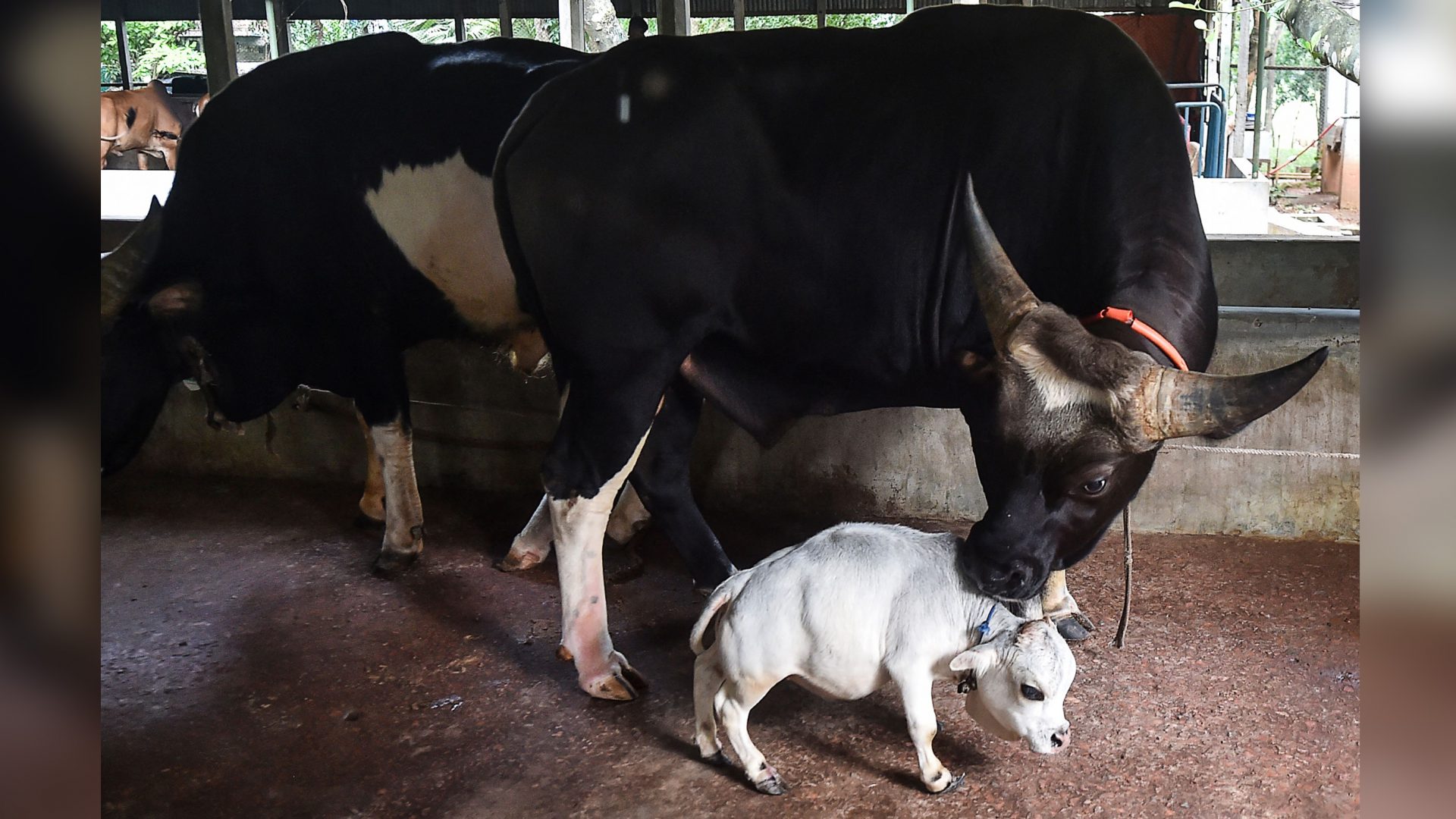 This 20-traipse-monumental cow could well merely be the smallest on Earth