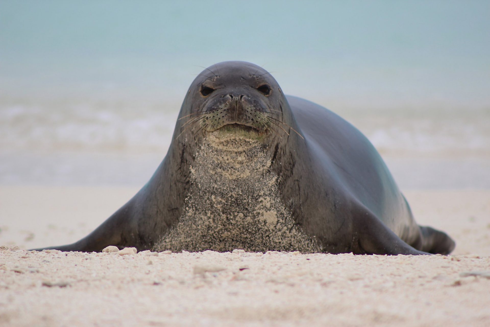 Tourists fined for touching endangered Hawaiian monk seal