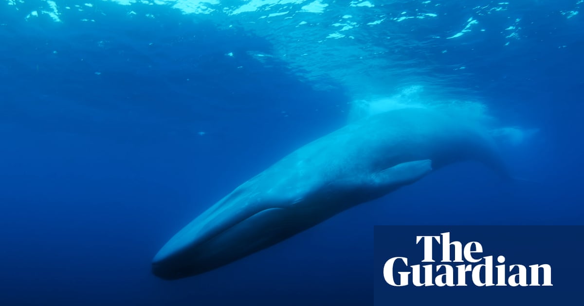 See for loneliest whale in world…
