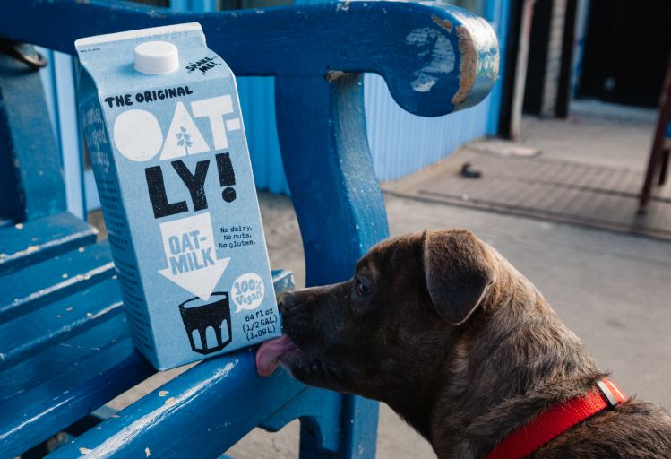 “Oatly will seemingly by no formulation originate money in a notoriously fickle and deflationary meals trade,’ claims activist brief seller; Oatly ‘rejects all these fraudulent claims’