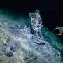 Glimpse examines the unbiased of deep-sea microbial predators at hydrothermal vents