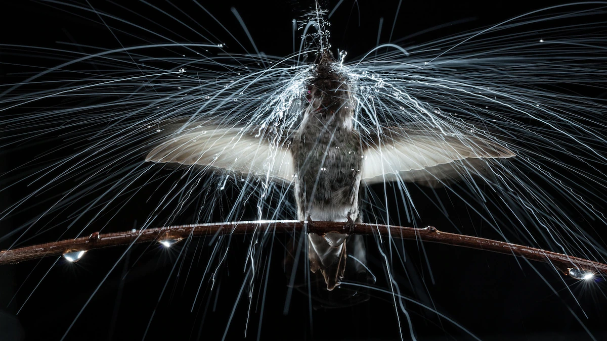 Unlocking the Secrets In the aid of the Hummingbird’s Frenzy