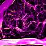 Glance finds calcium precisely directs blood drift within the brain