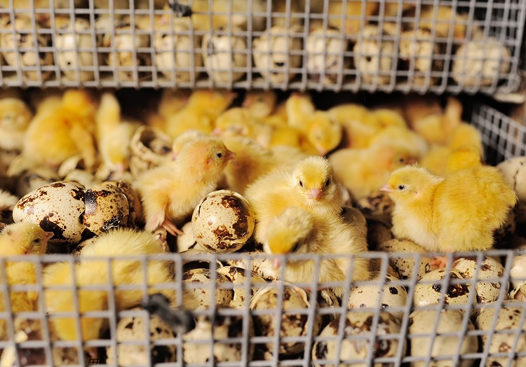 France and Germany first countries to ban chick culling