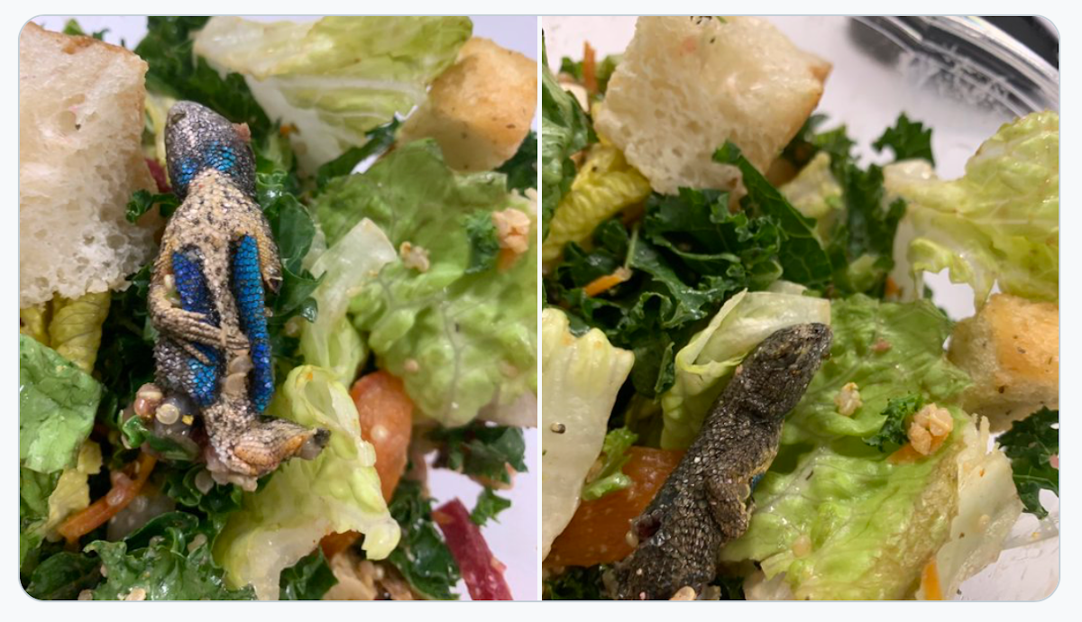 Uninteresting lizard in salad shocks restaurant patron