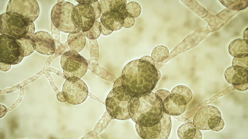 Untreatable, Drug-Resistant Fungus Stumbled on in Texas and DC
