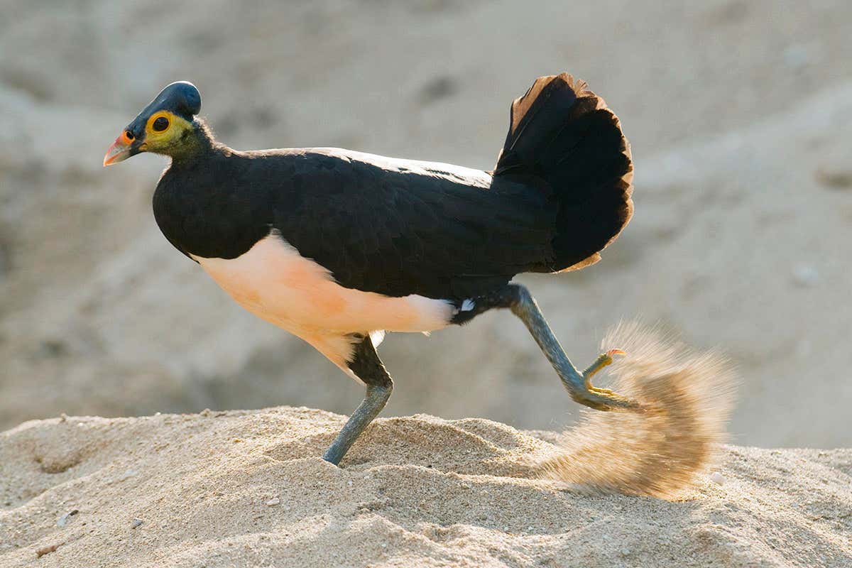 Endangered maleo bird of Indonesia bouncing aid from the brink