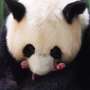 Panda loaned to France offers delivery to twins: zoo