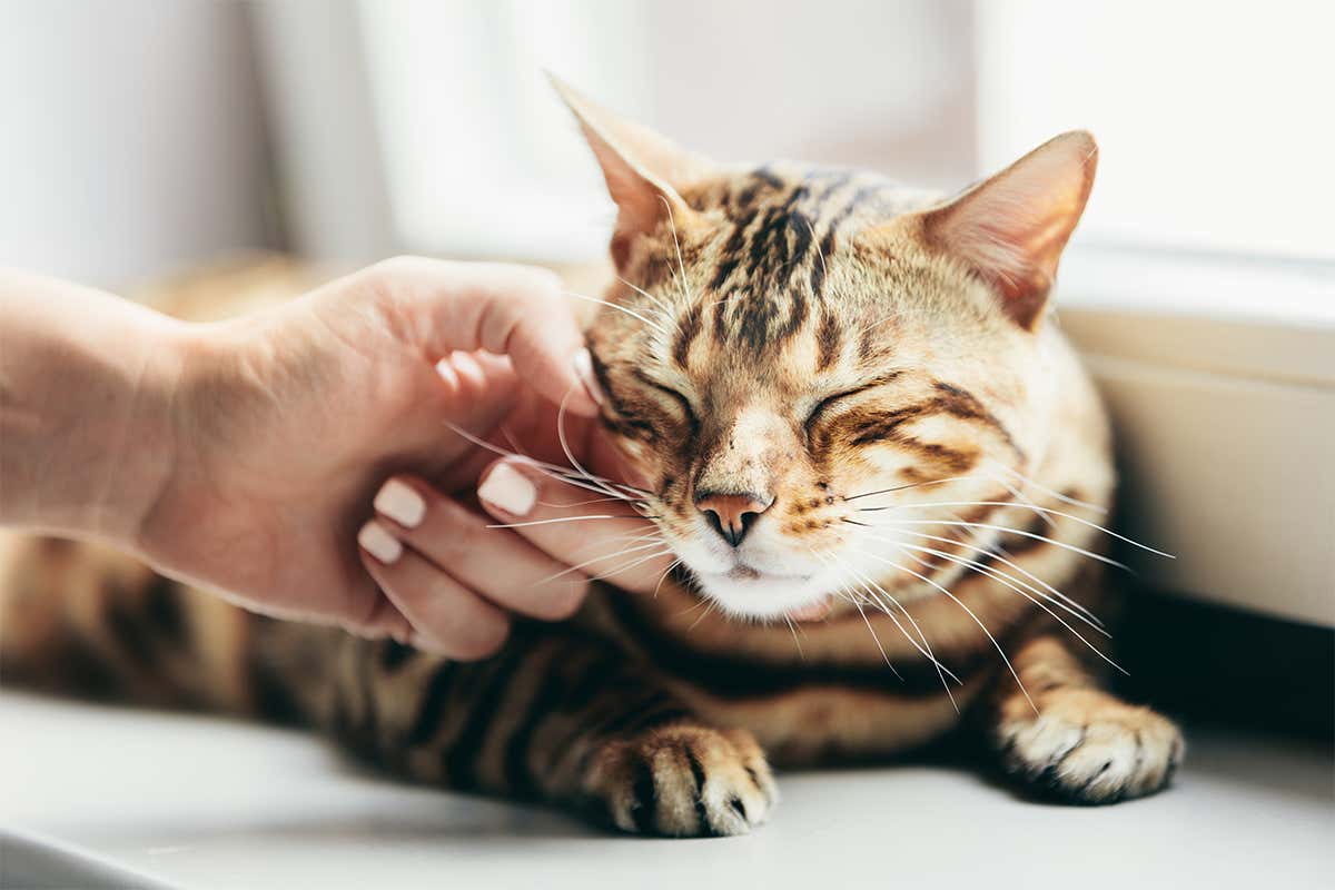 Why pause cats purr?