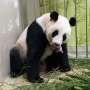 Singapore zoo breeds first panda cub 
