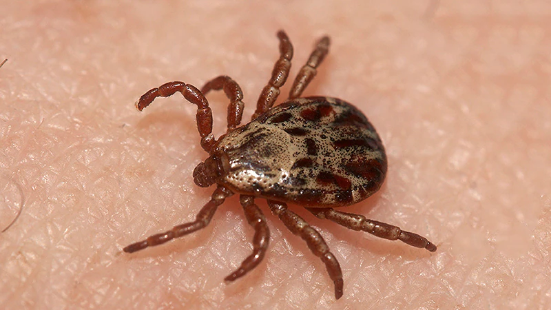 Lyme Illness Would possibly perhaps presumably perhaps Up Likelihood for Psychological Illness, Suicidal Behavior