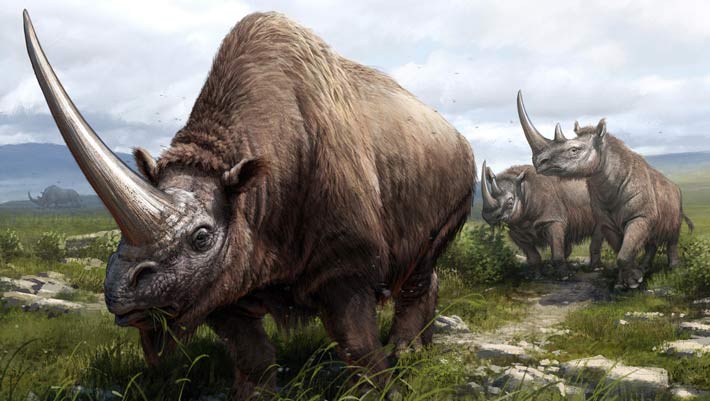 Extinct and Fresh DNA Shows Evolutionary Historical past of Rhinoceros Family