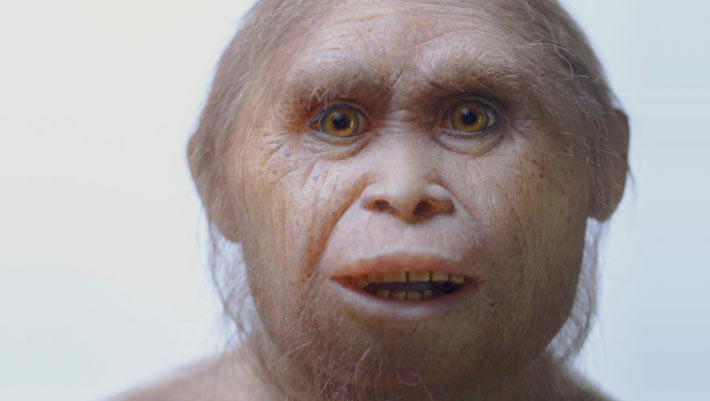 New Glance Examines Chewing Biomechanics of Homo floresiensis