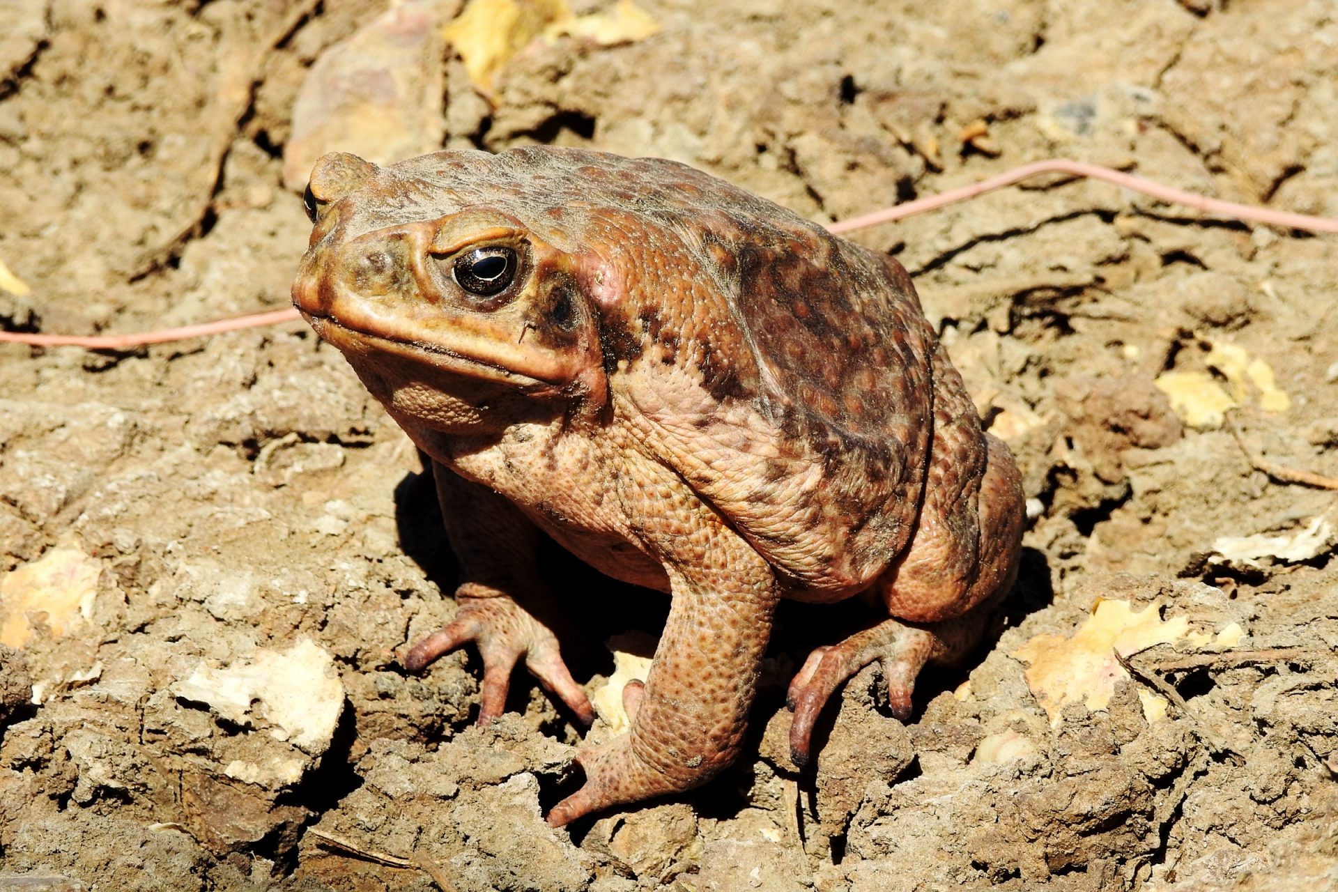 Nothing Can Like Australia’s Cane Toads—So They Like Each Numerous