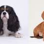 Cavalier King Charles spaniels carry more detestable genetic variants than diversified breeds
