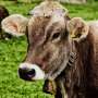 Two peculiar cases of wrathful cow illness detected in Brazil