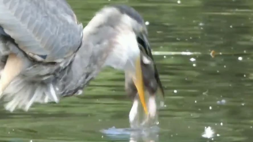This Blue Heron is the Most Badass Novel Yorker