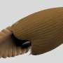 Huge original animal species realized in half-billion-year-outdated Burgess Shale