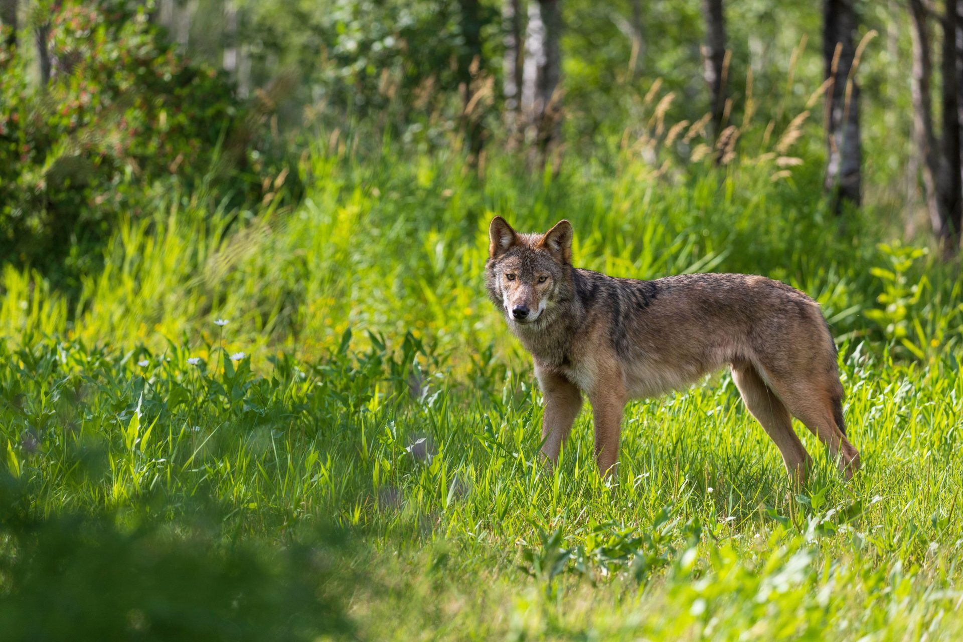 Wolf Populations Drop as Extra States Allow Hunting