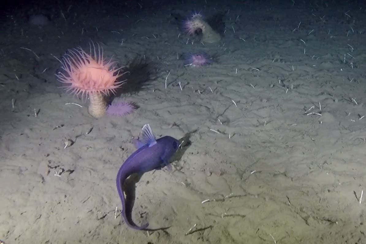 A see at Greenland’s deep-sea ecosystems threatened by fishing