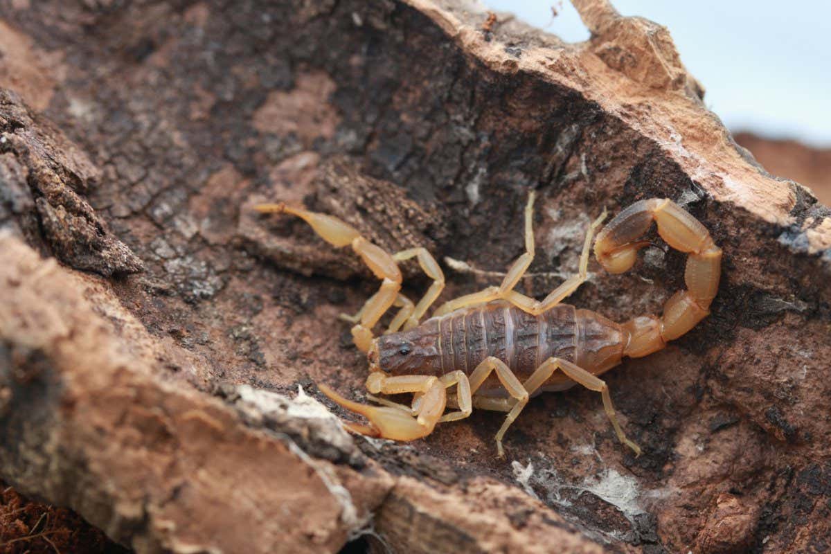 Scorpions build a sting in the tail sooner than they’re ready to employ it