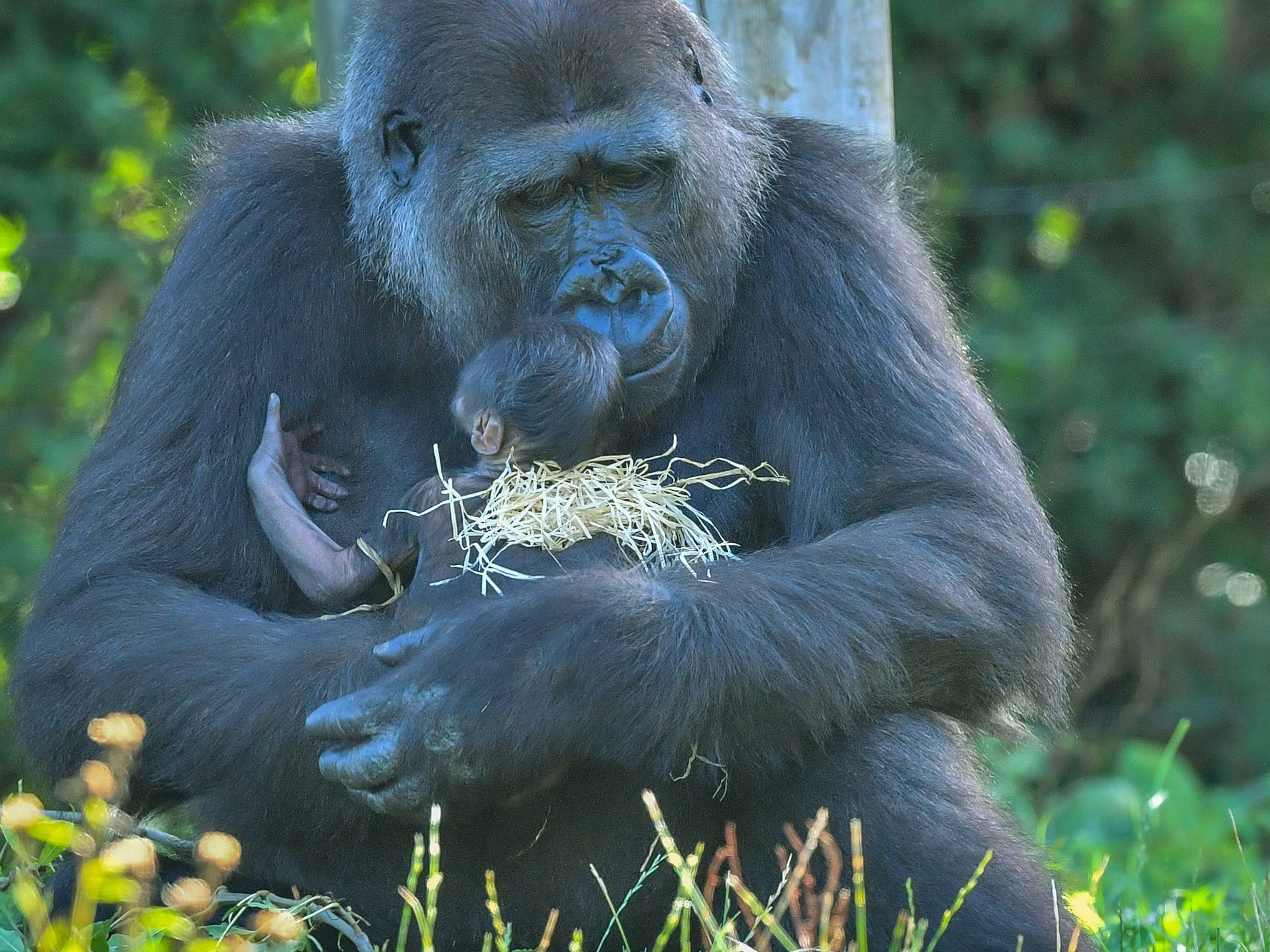 Gorilla moms carry their useless infants around with them, which will be proof that they grieve, scientists explain