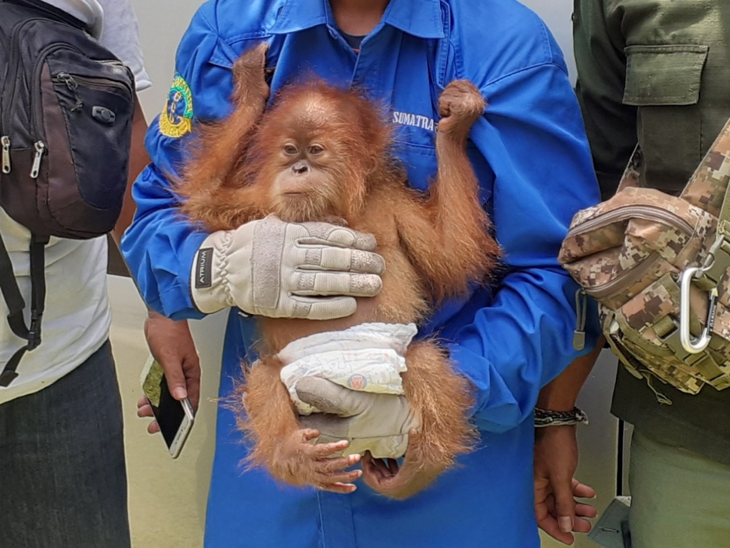 This Is How Severely Endangered Orangutans Are Trafficked, Per a Outdated Unlawful Trader