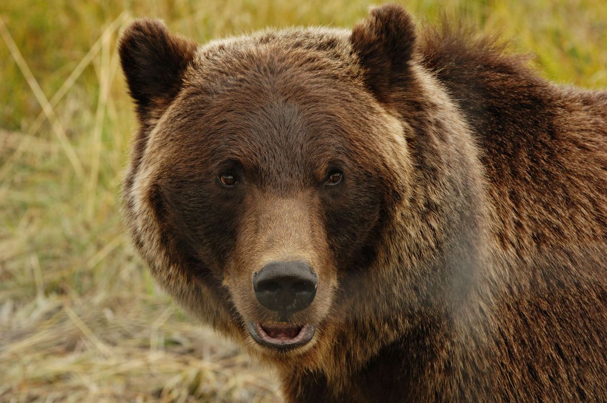 Grizzly Undergo Attempting Season Might Soon Return to Wyoming