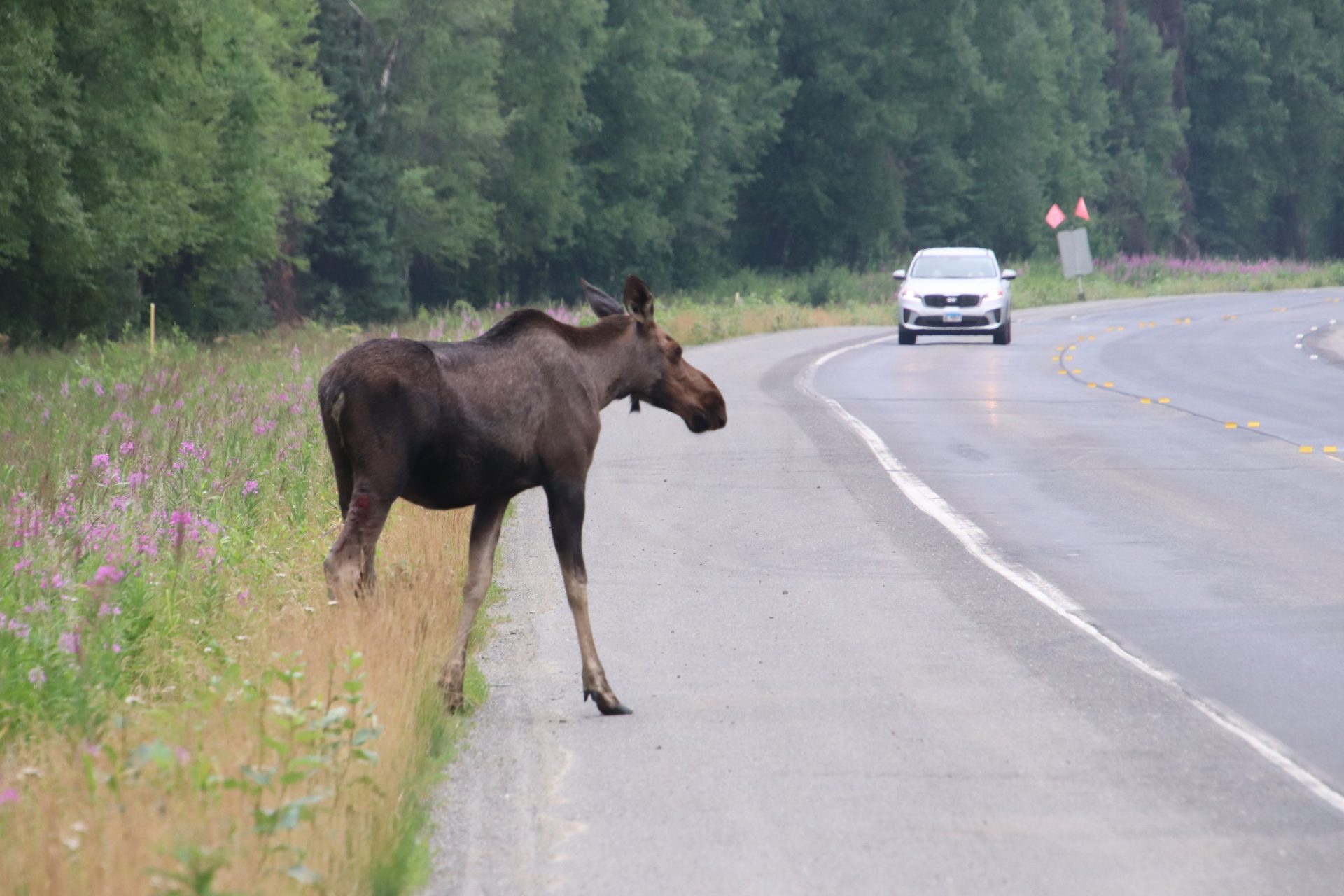 700-pound Moose Relocated After Working Into Traffic, Denting Car