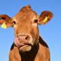 UK identifies case of ‘angry cow’ disease