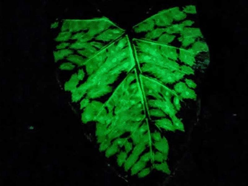 Scientists believe created rechargeable, glow-in-the-darkish vegetation the usage of nanoparticles that retract in and emit light