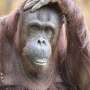 Zoo Miami: Orangutan dies following dental surgery