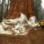 California fights fire with fire to defend huge sequoias