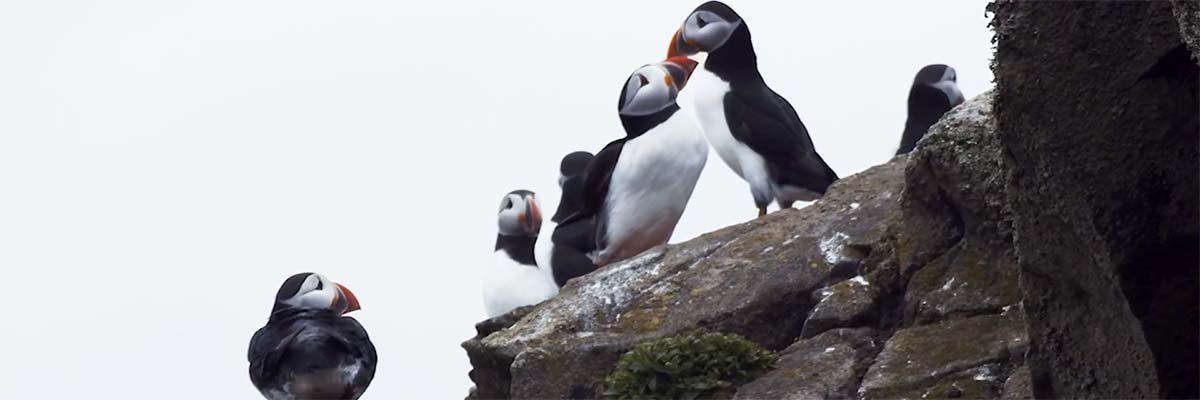 SSE Renewables teams up with Microsoft for AI-led puffin conservation project on Isle of Might perchance well