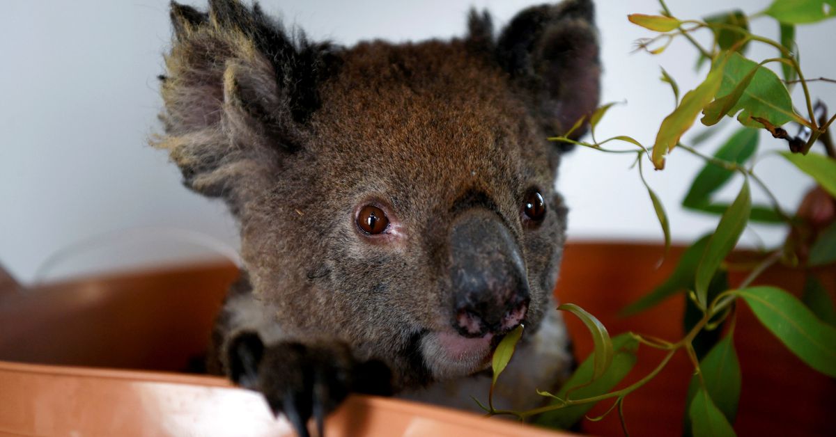 Australia has lost one-third of its koalas previously three years