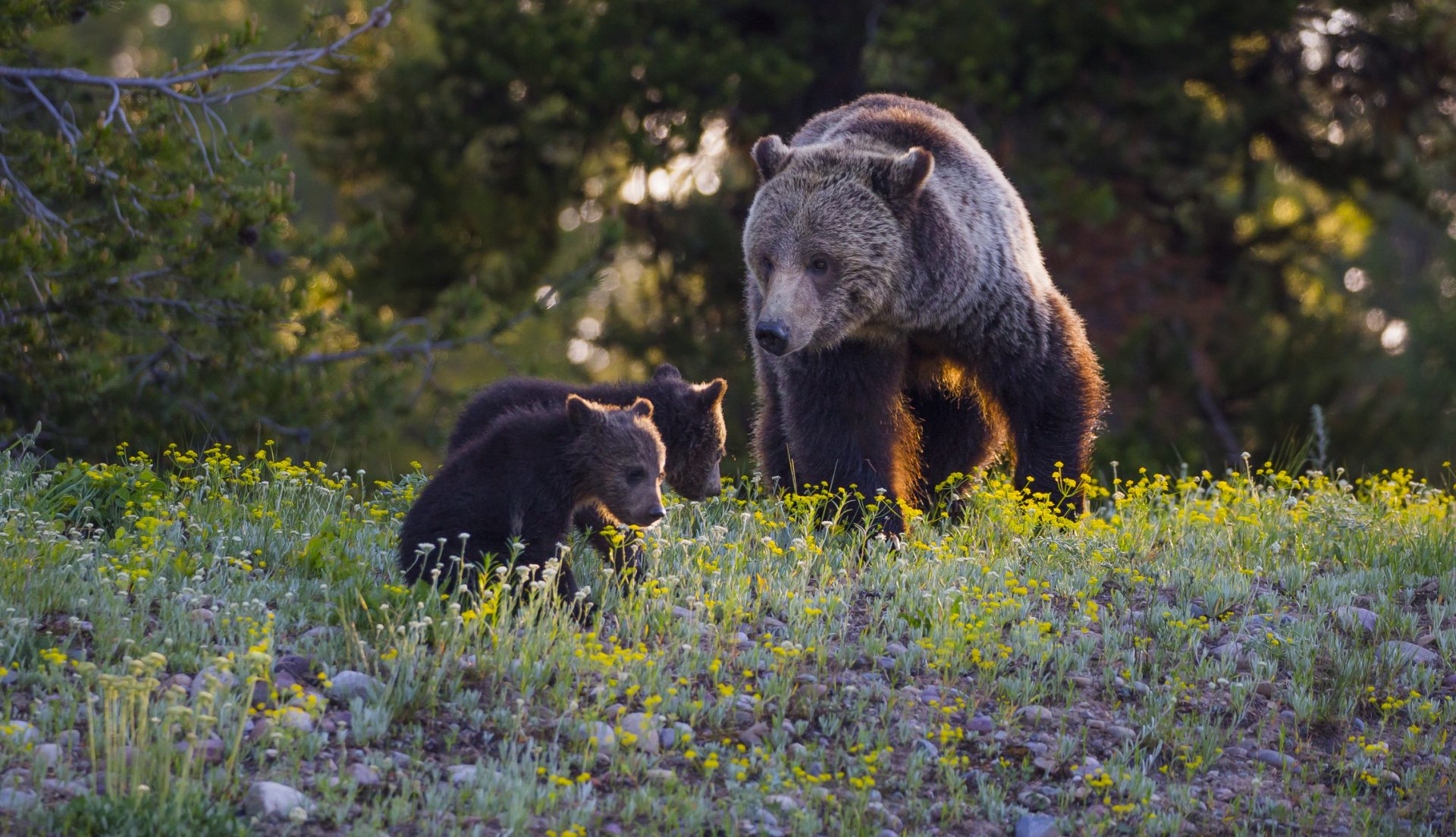 Wyoming Hunter Kills Grizzly Maintain That Attacked Him, Cubs Euthanized