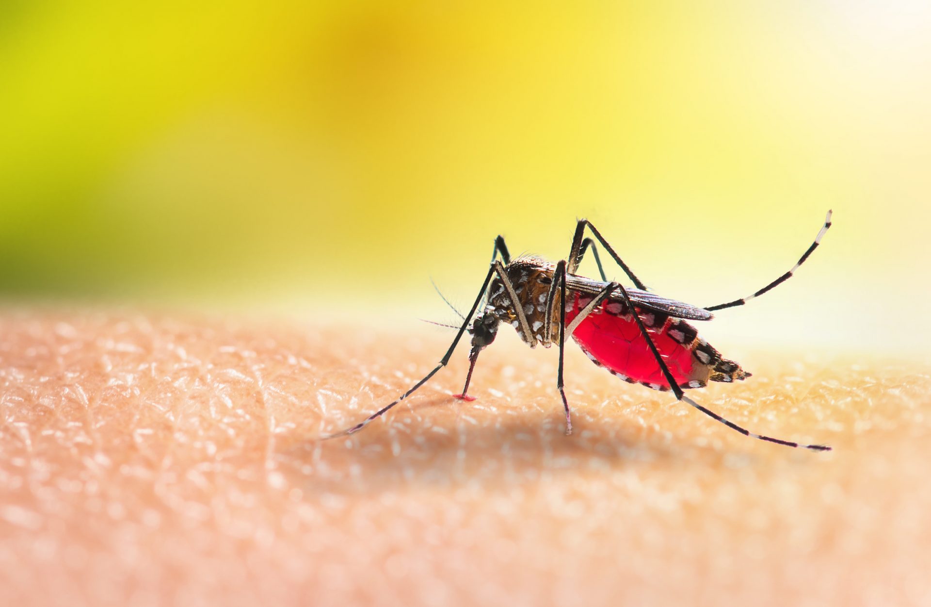 WHO approves the field’s first malaria vaccine